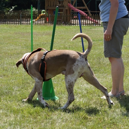 Kurz: Agility přípravka