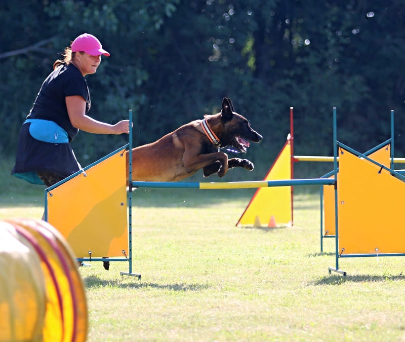 Trénink: Agility tréninky pro pokročilé a závodníky