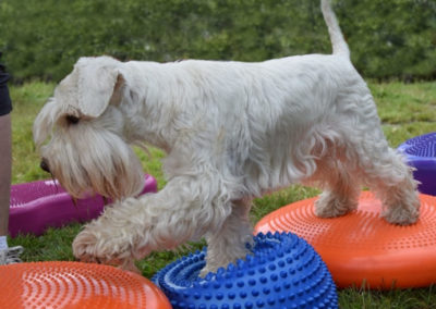 Lekce: Dog fitness aneb kondiční posilovna pro psy