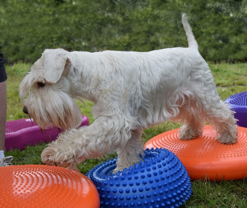 Lekce: Dog fitness aneb kondiční posilovna pro psy