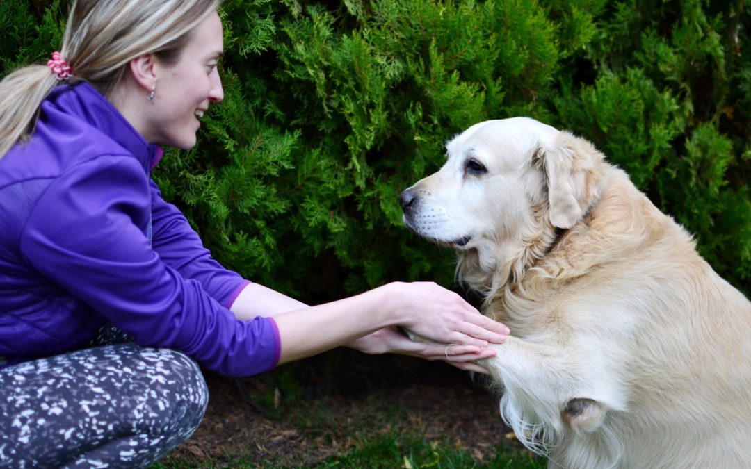 Možnosti fyzioterapie nejen pro sportující psy