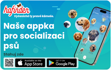 Psí škola Koira